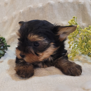 Yorkshire Terrier Puppy Polo