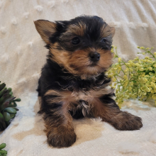 Yorkshire Terrier Puppy Polo