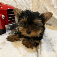 Yorkshire Terrier Puppy Polo