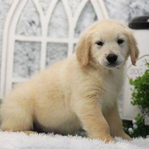 Golden Retriever Puppy Cosmo