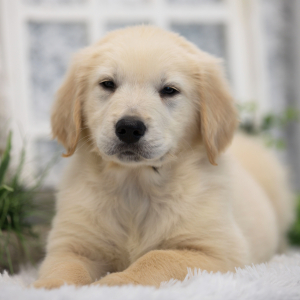 Golden Retriever Puppy Cosmo