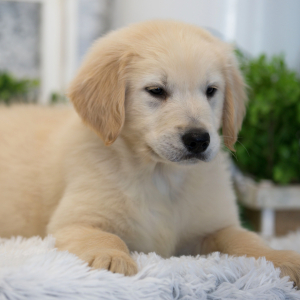 Golden Retriever Puppy Cosmo