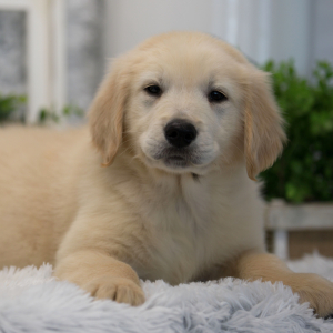 Golden Retriever Puppy Cosmo