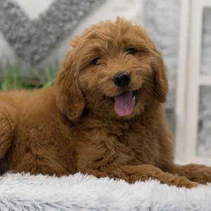 Goldendoodle Puppy Callie