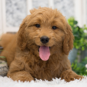 Goldendoodle Puppy Callie