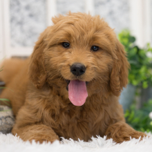Goldendoodle Puppy Callie
