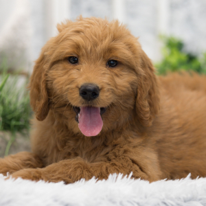 Goldendoodle Puppy Callie