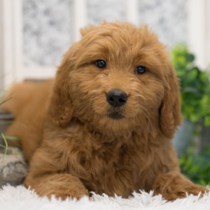 Goldendoodle Puppy Callie