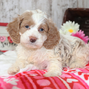 Cockapoo Puppy Donut