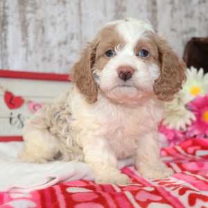 Cockapoo Puppy Donut