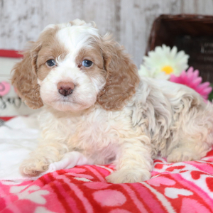 Cockapoo Puppy Donut
