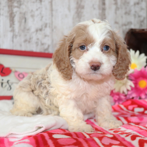 Cockapoo Puppy Donut