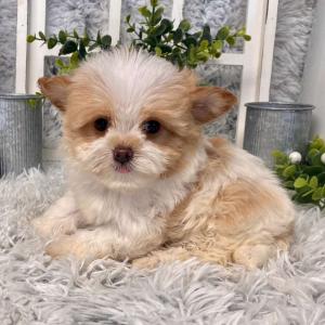 Maltipoo Puppy Maggie