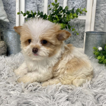 Maltipoo Puppy Maggie