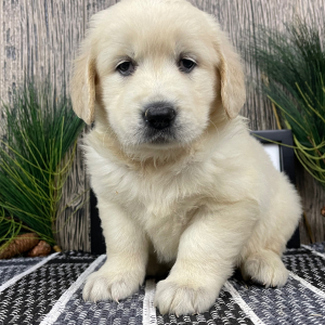 Golden Retriever Puppy Rachel
