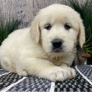 Golden Retriever Puppy Rachel