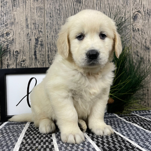 Golden Retriever Puppy Rachel