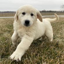 Golden Retriever Puppy Rachel