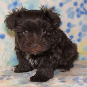 Miniature Schnauzer Puppy Callie