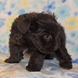 Miniature Schnauzer Puppy Callie