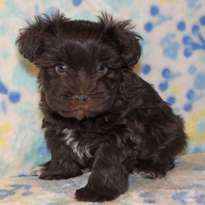 Miniature Schnauzer Puppy Callie