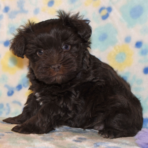 Miniature Schnauzer Puppy Callie