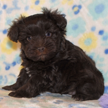 Miniature Schnauzer Puppy Callie