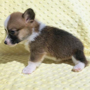 Pembroke Welsh Corgi Puppy Watson