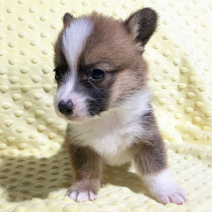 Pembroke Welsh Corgi Puppy Watson