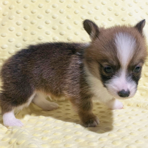 Pembroke Welsh Corgi Puppy Watson