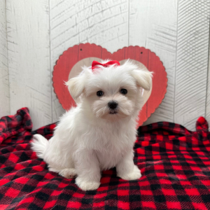 Maltese Puppy Diamond