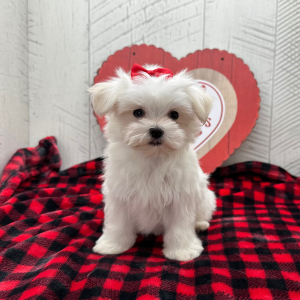 Maltese Puppy Diamond