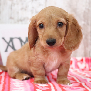 Dachshund Puppy Jill