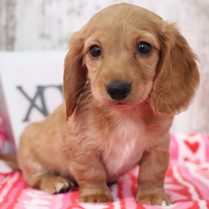 Dachshund Puppy Jill