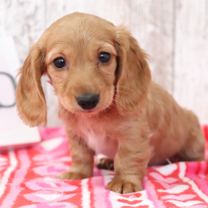 Dachshund Puppy Jill