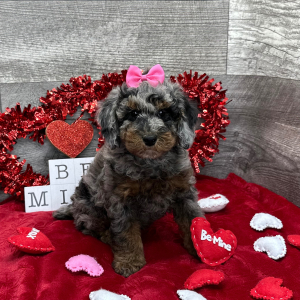 Poodle Puppy Amber