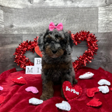 Poodle Puppy Amber