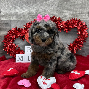 Poodle Puppy Amber
