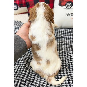 Cavalier King Charles Spaniel Puppy Joy