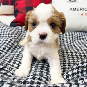 Cavalier King Charles Spaniel Puppy Joy