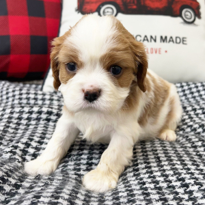Cavalier King Charles Spaniel Puppy Joy