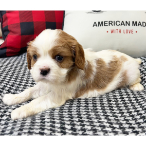 Cavalier King Charles Spaniel Puppy Joy