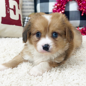 Aussalier Puppy Maddie
