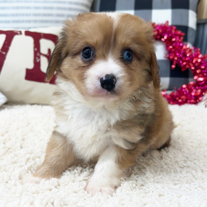 Aussalier Puppy Maddie