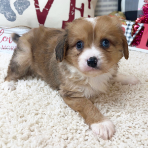 Aussalier Puppy Maddie