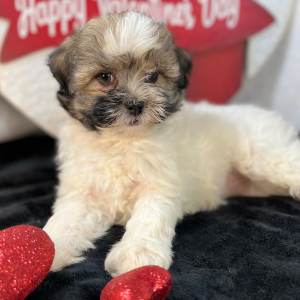 Shihpoo Puppy Cora
