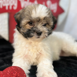 Shihpoo Puppy Cora