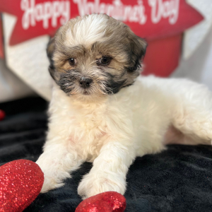 Shihpoo Puppy Cora