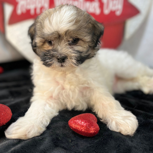 Shihpoo Puppy Cora