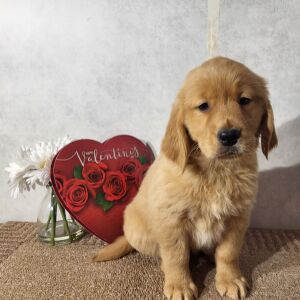Golden Retriever Puppy Kali